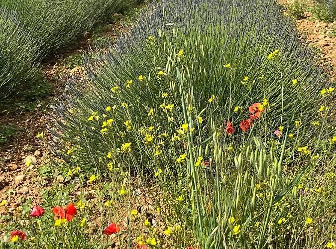 Harmonie Apartamento Gréoux-les-Bains