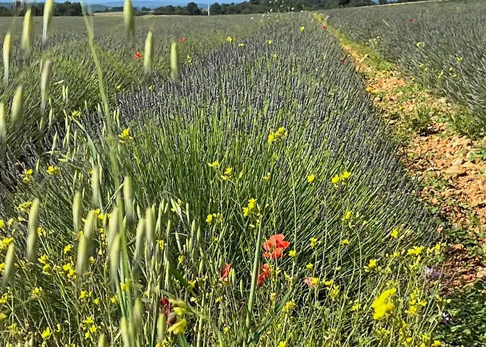 Apartamento Harmonie