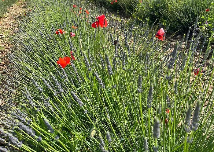 Apartamento Harmonie *