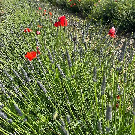 Apartmán Harmonie *